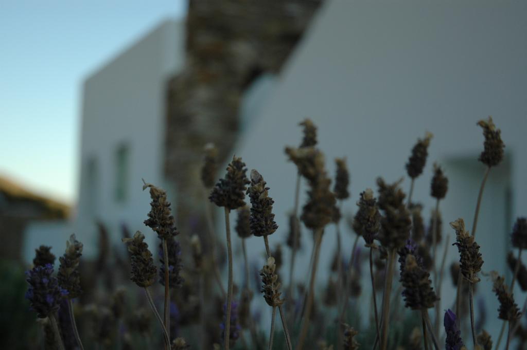 St George Antiparos Apartments And Studios Agios Georgios  Exterior photo